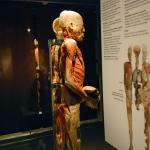 Выставка Bodies Revealed зазывает к себе школьников