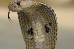 В Нью-Йорке поймали сбежавшую кобру