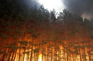 Медведев отправит министров тушить пожары