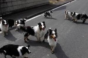 Японский журналист сделал ВИДЕО из «зоны смерти»