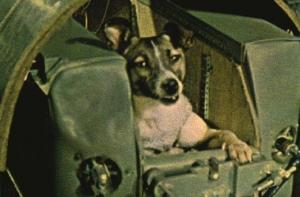 С начала освоения космоса там побывали 42 собаки