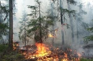 В лесах сохранится высокая пожароопасность