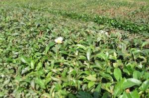 В японском чае обнаружили повышенные дозы радиации