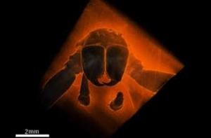 В янтаре разглядели паука возрастом 49 миллионов лет