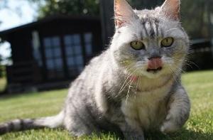 В Великобритании нашли самую громкую кошку в мире