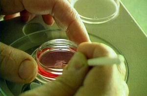 Испанские огурцы могут быть опасны для здоровья