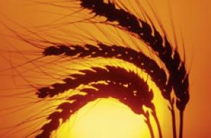 Апокалипсис начнется с неурожая