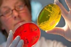 Найден источник распространения смертельно опасной кишечной бактерии: это не овощи