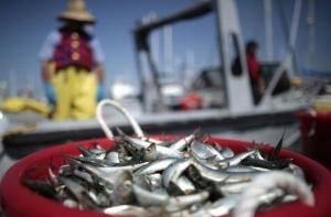 В Японии зафиксирована массовая гибель рыбы