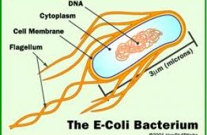 Франция запретила продажу злаков из Британии из-за штамма E.Coli