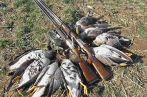 Гусей из аэропортов Нью-Йорка пустят на еду для бедных