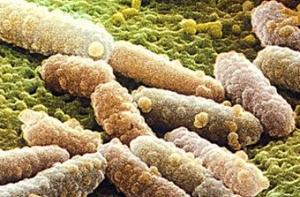 Европейцев убивает вирус-мутант