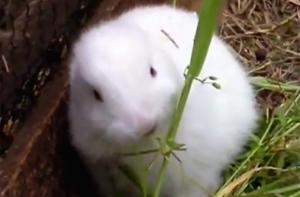 В окрестностях «Фукусимы» родился безухий кролик-мутант (ВИДЕО)