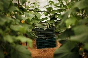 Испания встала на защиту своих огурцов