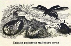 На латвийские огороды нападают майские жуки
