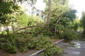Гроза нанесла урон ботаническому саду в Саласпилсе