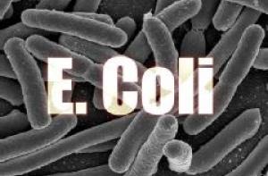 В Эстонию попали зараженные E.coli семена: стоит ли волноваться латвийцам