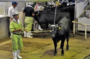 В Японии в продажу попала радиоактивная говядина