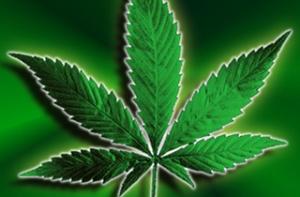 Открыта роль каннабиноидов в защите мозга от старения