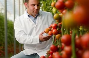Побеждающий рак помидор выведен в Италии