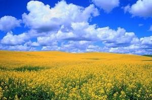 Урожай пшеницы и рапса может оказаться меньше прошлогоднего на 30%