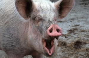 На кладбище на женщину напала  бродячая свинья