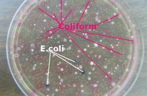 Латвия получит компенсацию за непроданные овощи из-за E.Coli