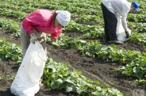 Латвийские крестьяне в ужасе от прогнозов метеорологов