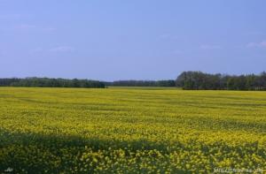 Посевы Курземе и Земгале залиты дождями