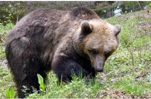 Сбежавшая медведица сама вернулась в свой вольер