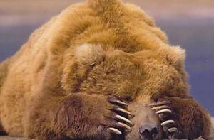Специалист: бежавший медведь где-то отсыпается