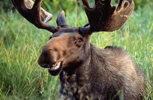 Автомашина столкнулась с лосем