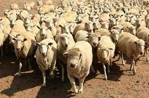 Банкир: если мы бараны, то это наша проблема