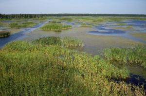 На болоте найдены человеческие останки