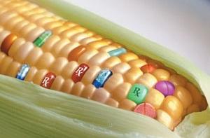 Латвийские чиновники против ГМО-продуктов