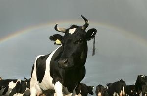 Сотрудники ГПСС спасли корову и собаку