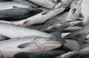 За незаконную ловлю лосося задержана целая группировка