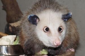 Умерла знаменитая косоглазая самка опоссума Хайди