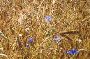 Урожай зерновых собран по всей Латвии