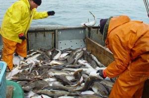 Еврокомиссия представила новые квоты по рыболовству