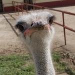 В Латвии не хватает страусов