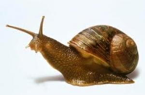 Латвийская экономика растет в два раза медленней эстонской