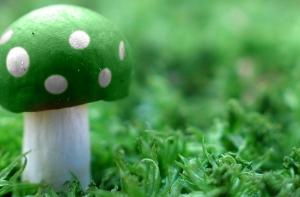 В больнице с отравлением оказались несколько грибников