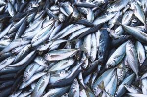 ЕС значительно сократил Латвии квоты на вылов рыбы в Балтийском море 2012 году