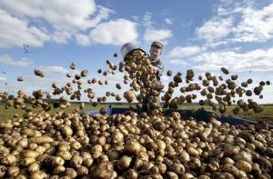 Дешевая шведская картошка тревожит крестьян