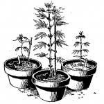 В Великобритании судят латвийца за «научный эксперимент»