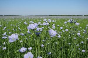 Литовцы просят Латвию выращивать лен на экспорт