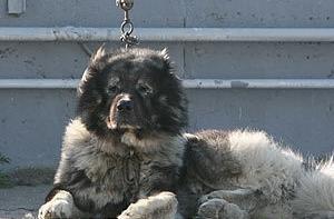 Пес Мишек спас 3-летнего малыша