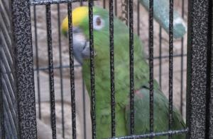 Преступники похитили попугая вместе с клеткой