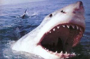 В Австралии ловят акулу-людоеда